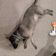 Illustration for article titled Good morning and 2019 Toby oversaturation of Oppo